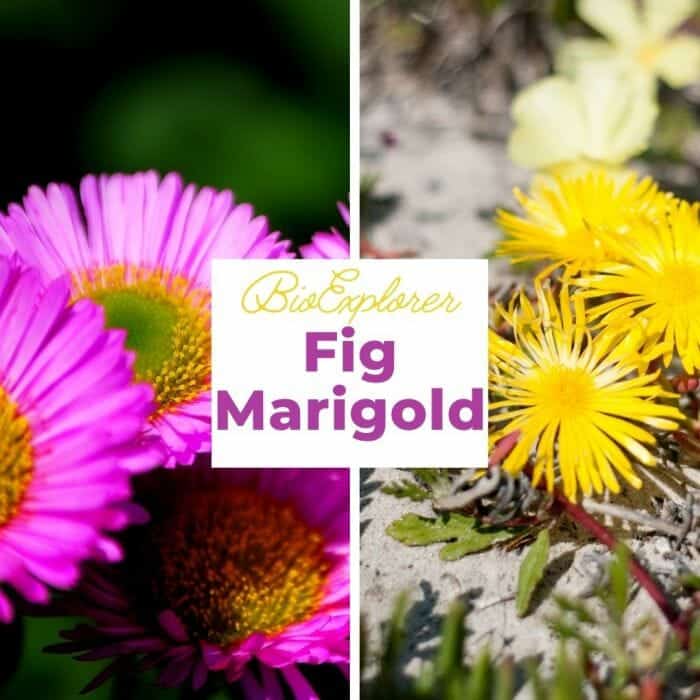 Fig Marigold Fig Marigold