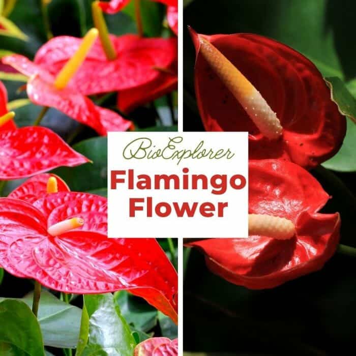 Flamingo Flower Flamingo Flower