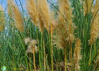 Flowering Reed