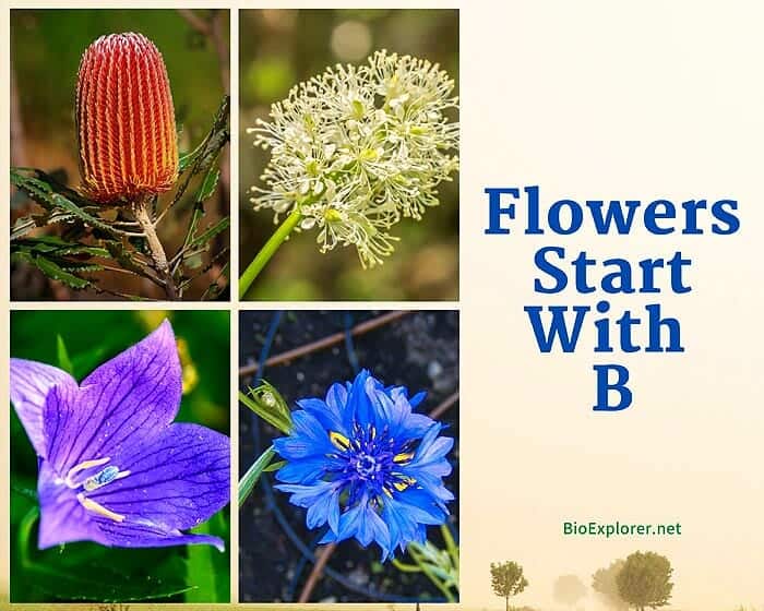 Flowers Start with B Flowers Start with B