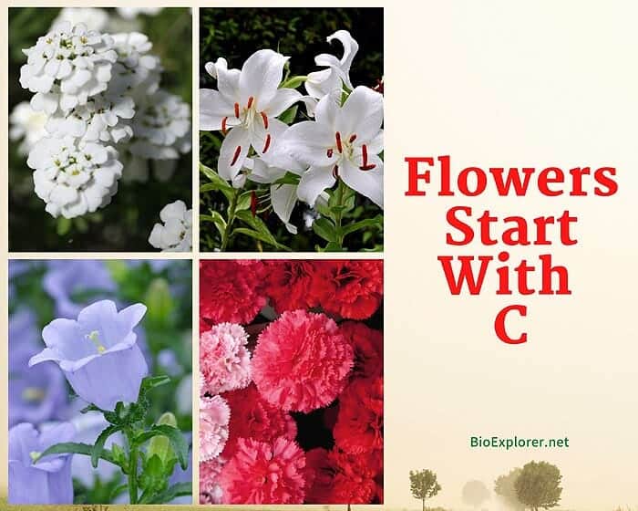 Flowers Starting with C