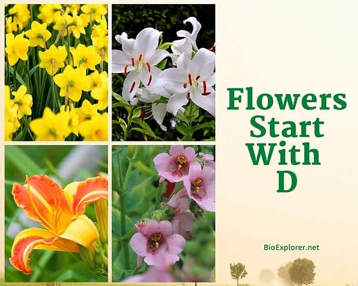 Flowers Starting with D