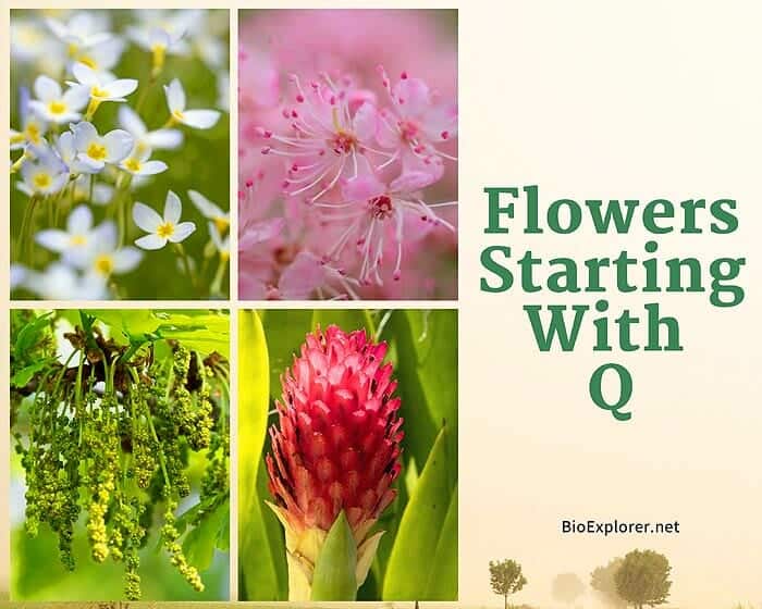 Flowers Starting with Q