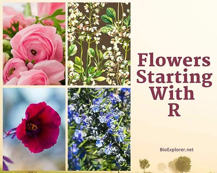 Flowers Starting with R