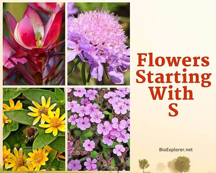 Flowers Starting with S