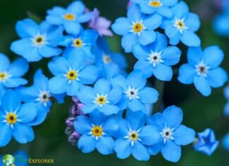 Forget-Me-Not