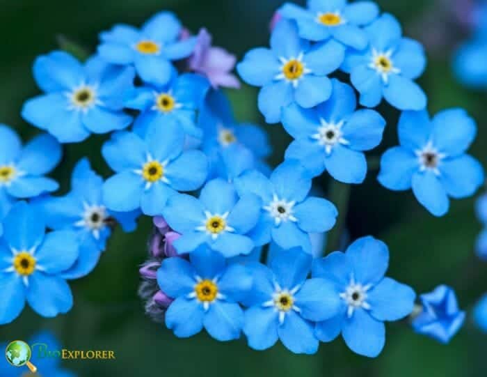 Forget-Me-Not