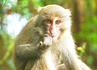 Formosan Rock Macaque