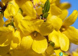 Forsythia