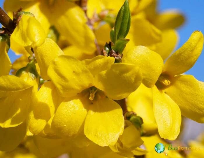 Forsythia