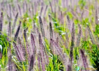 Fountain Grass