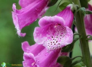 Foxglove