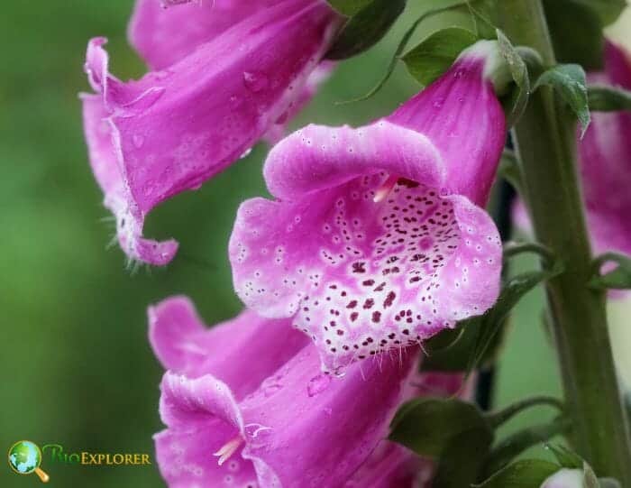 Foxglove