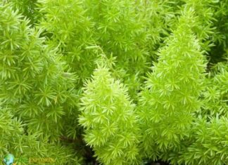 Foxtail Fern