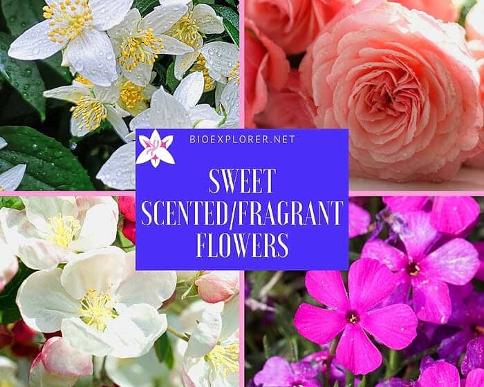 Top 100 BEST Fragrant Flowers