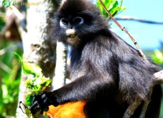 François’ Langur