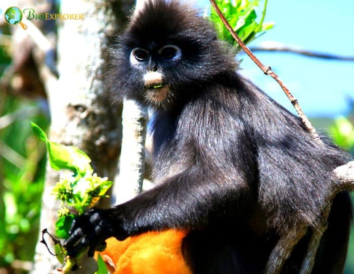 François' Langur