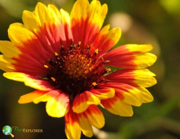 Gaillardia
