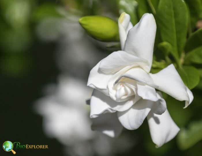 Gardenia