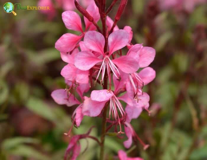 Gaura