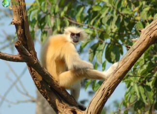 Gee's Golden Langur