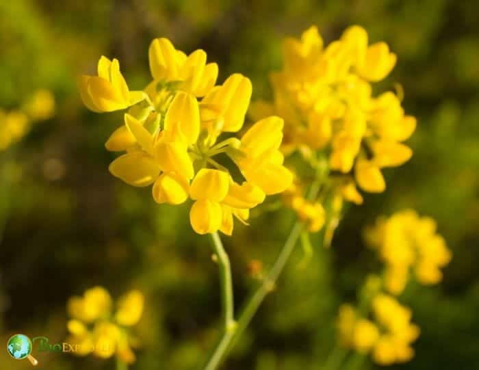 Genista