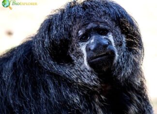 Geoffroy's Monk Saki