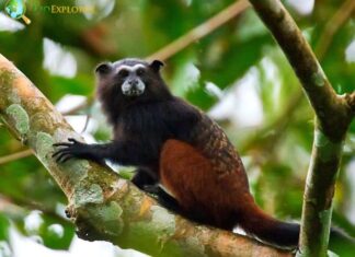 Geoffroy’s Saddleback Tamarin