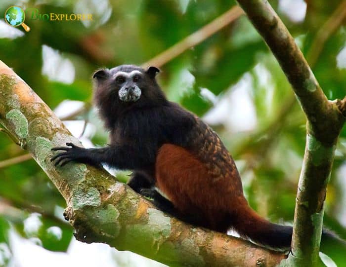 Geoffroy's Saddleback Tamarin