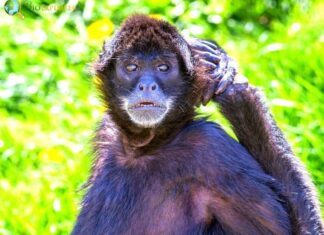 Geoffroy’s Spider Monkey