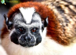 Geoffroy’s Tamarin