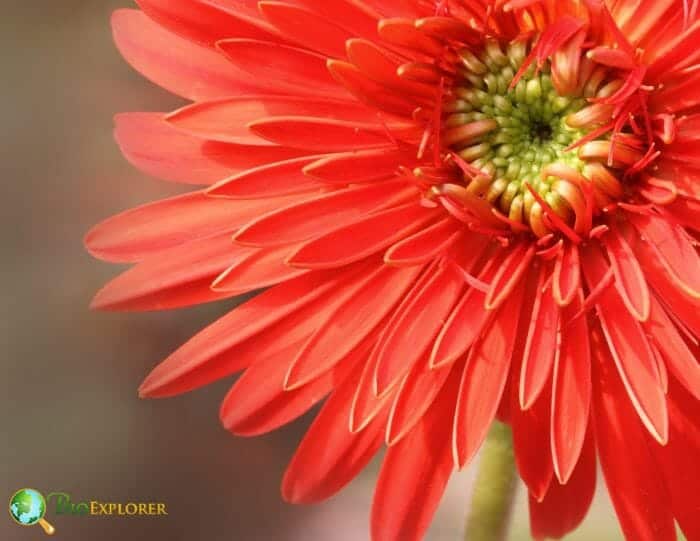 Gerbera