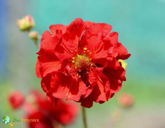 Geum
