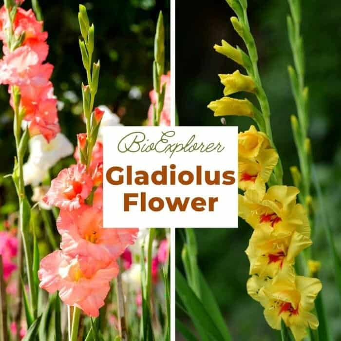 Gladiolus Gladiolus
