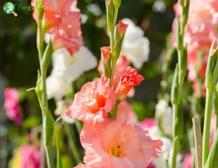 Gladiolus