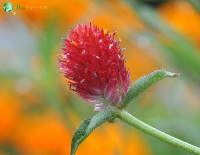 Globe Amaranth