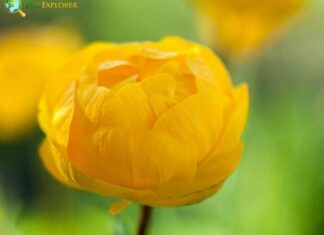 Globeflower