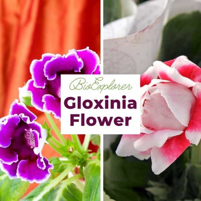 Gloxinia Gloxinia