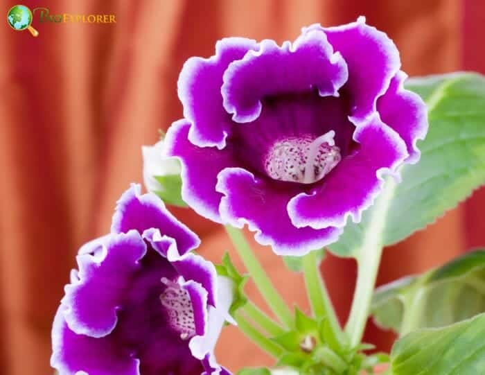 Gloxinia