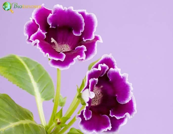 Gloxinia Flowers Gloxinia Flowers
