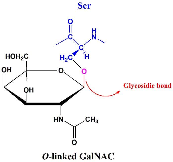 Glycosidic Bond Glycosidic Bond