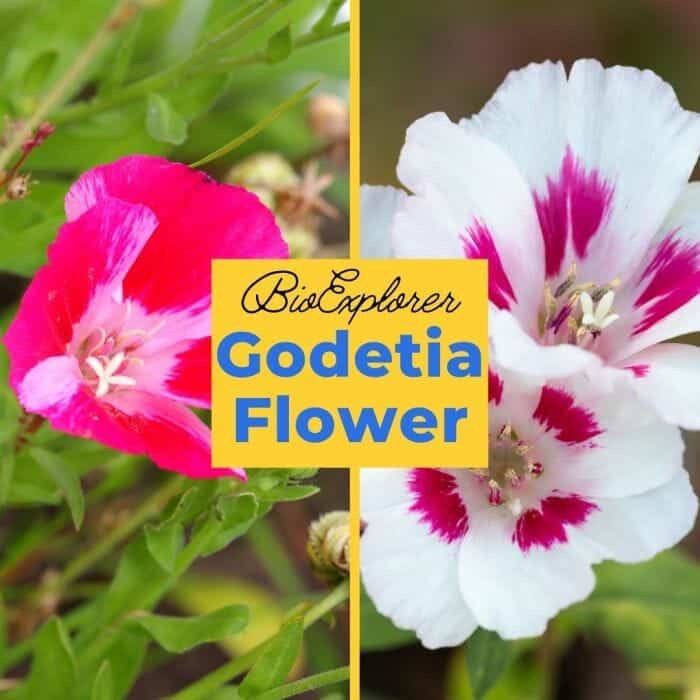 Godetia Godetia