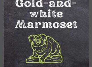 Gold-And-White Marmoset