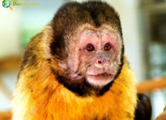 Golden-Bellied Capuchin