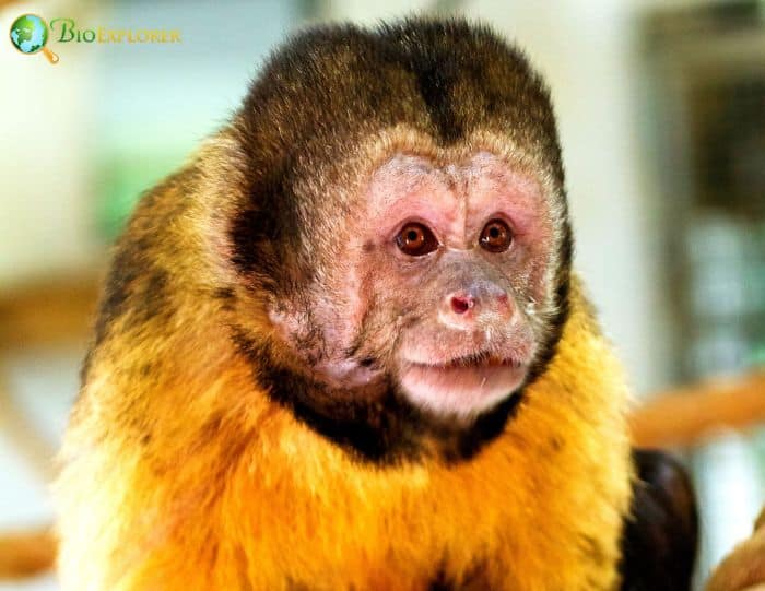 Golden-Bellied Capuchin