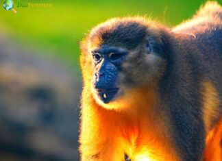 Golden-Bellied Mangabey
