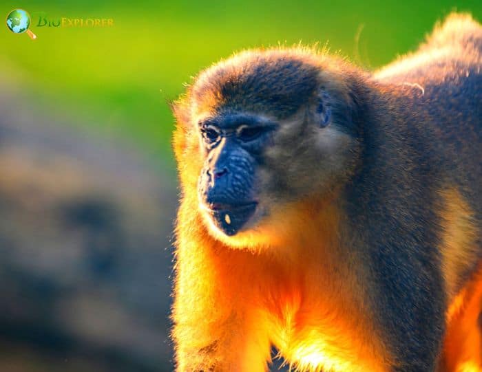 Golden-Bellied Mangabey