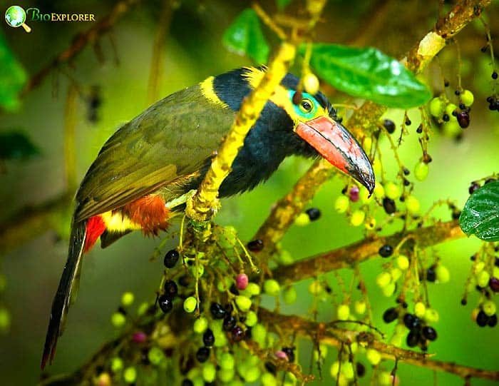 Golden-collared toucanet feeding among fruit clusters, showing olive green body, yellow collar, red undertail, and curved bill