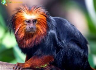 Golden-Headed Lion Tamarin