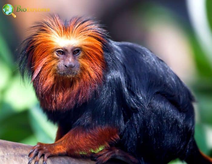 Golden-Headed Lion Tamarin